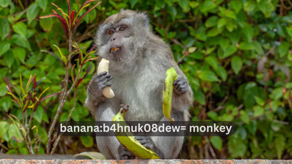 Banana:b4hnuk08dew= Monkey