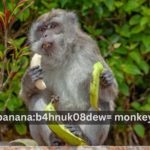 Banana:b4hnuk08dew= Monkey