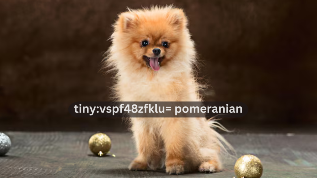 Tiny:vspf48zfklu= Pomeranian