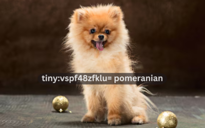 Tiny:vspf48zfklu= Pomeranian